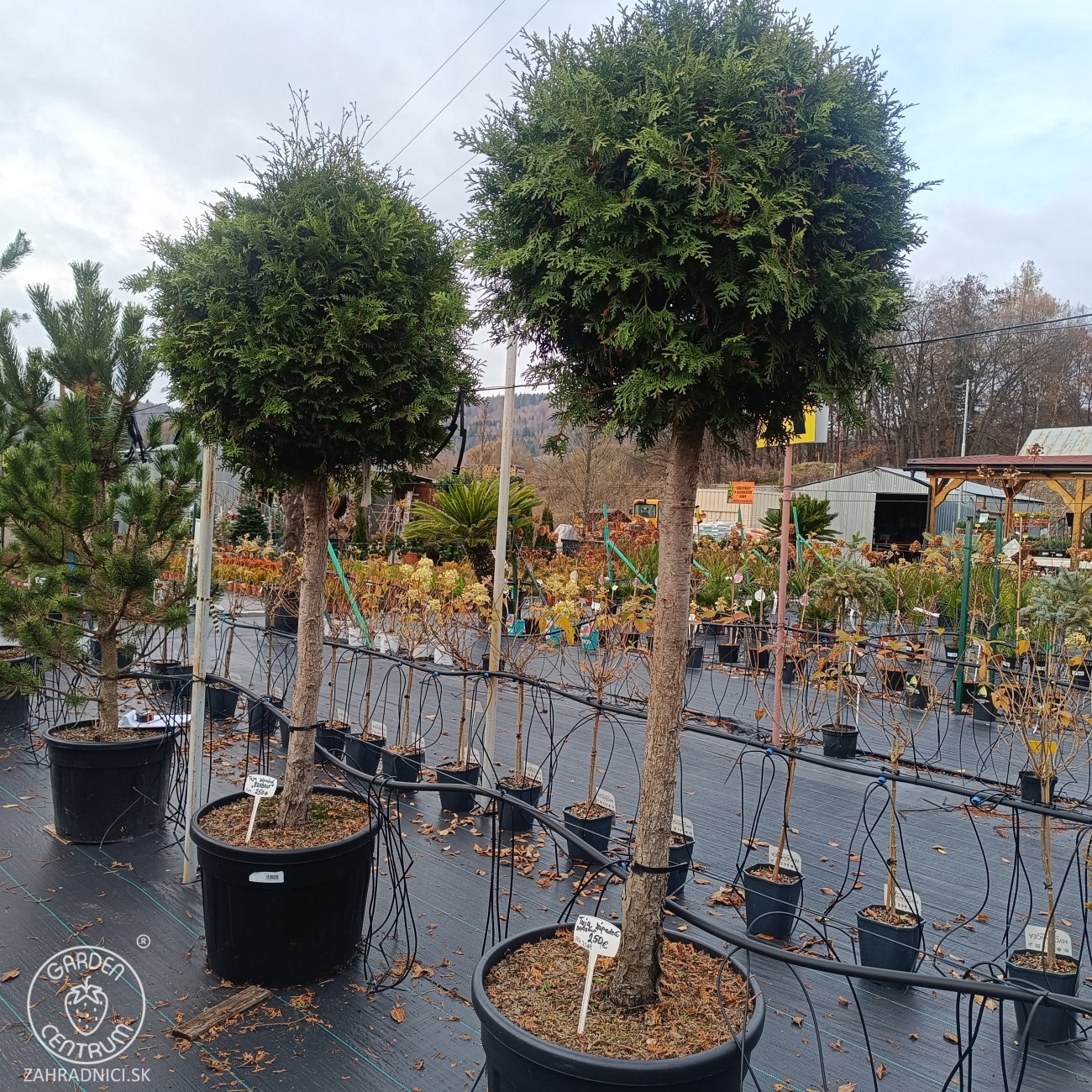 Obrázok Tuja západná (Thuja occidentalis) ´BRABANT´ - výška 200-220 cm, kont. C90L - NA KMIENKU
